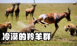 羊了羊娱乐吃瓜,揭秘娱乐圈吃瓜背后的真相