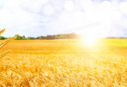 麦田的家庭背景,出身寒微，砥砺前行，谱写人生传奇