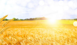 麦田的家庭背景,出身寒微，砥砺前行，谱写人生传奇