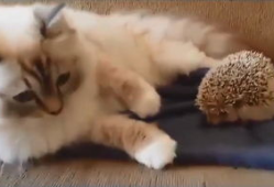 白色肥猫搞笑动画,搞笑动画的欢乐盛宴