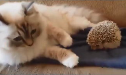 白色肥猫搞笑动画,搞笑动画的欢乐盛宴