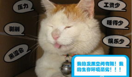 白色肥猫搞笑动画,搞笑动画的欢乐盛宴