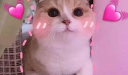 羊了羊娱乐吃瓜,揭秘娱乐圈吃瓜背后的真相