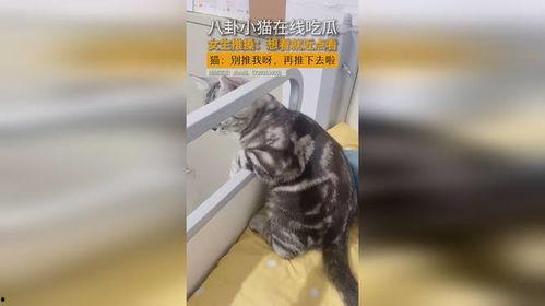 吃瓜少女猫娱乐,揭秘娱乐圈幕后故事